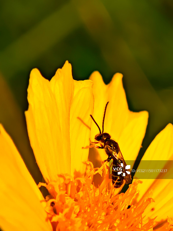 切叶蜂遇见金鸡菊图片素材