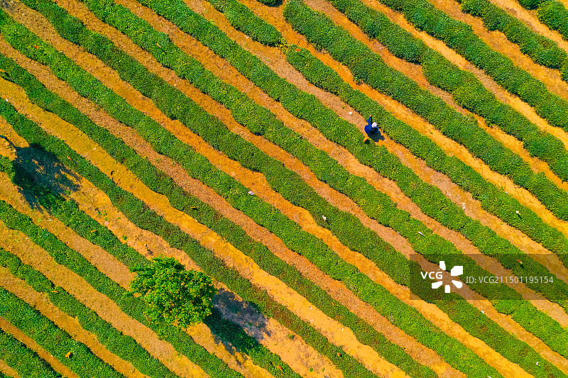 山东省青岛市海青镇茶园风光图片素材