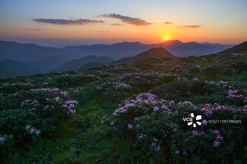 秦岭天华山日出：正是杜鹃花绽放时刻，日出的光晕，将花海渲染的梦幻美丽图片素材