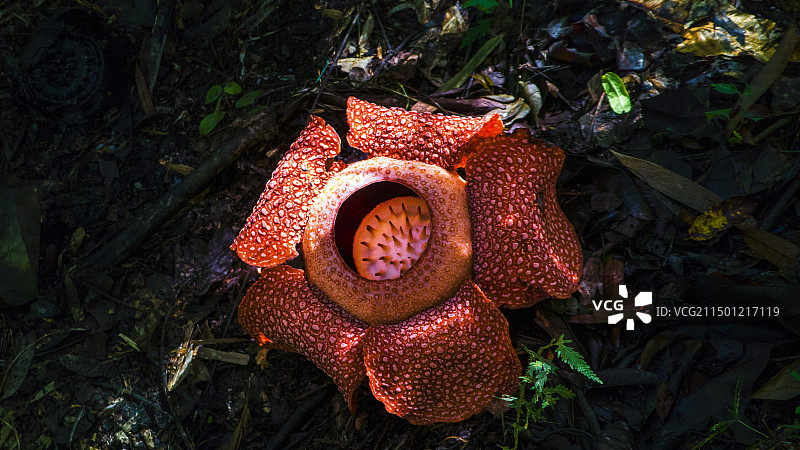 马来西亚著名的霸王花图片素材