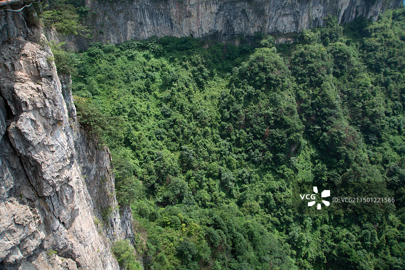 悬崖下的绿植树林图片素材