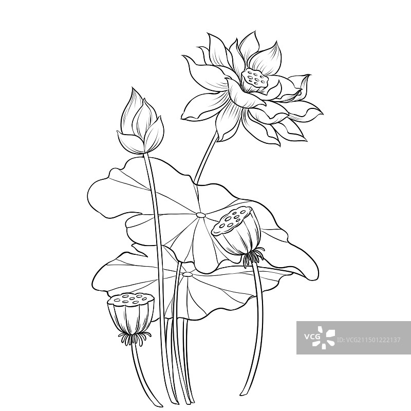 黑白荷花荷叶莲蓬线稿图片素材