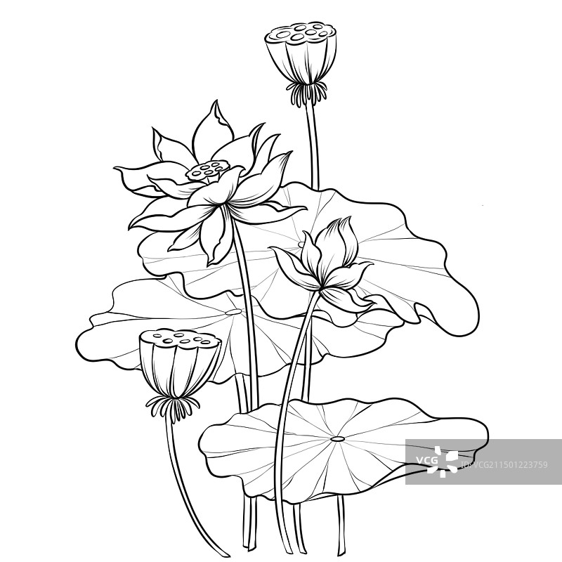 黑白线稿荷花荷叶莲蓬线稿图片素材