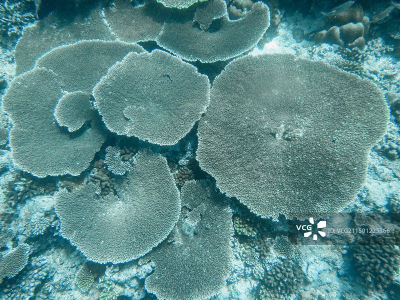 海洋中珊瑚的特写镜头图片素材