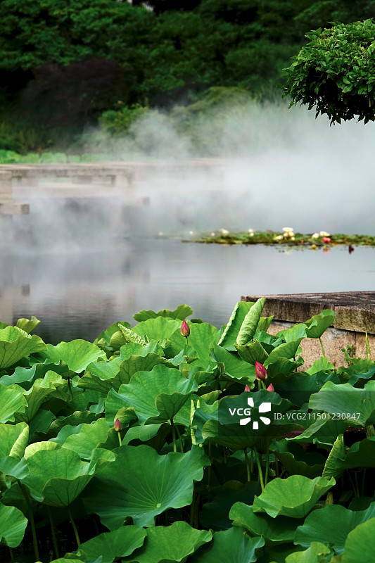 苏州太仓南园仙气飘飘的荷花池图片素材