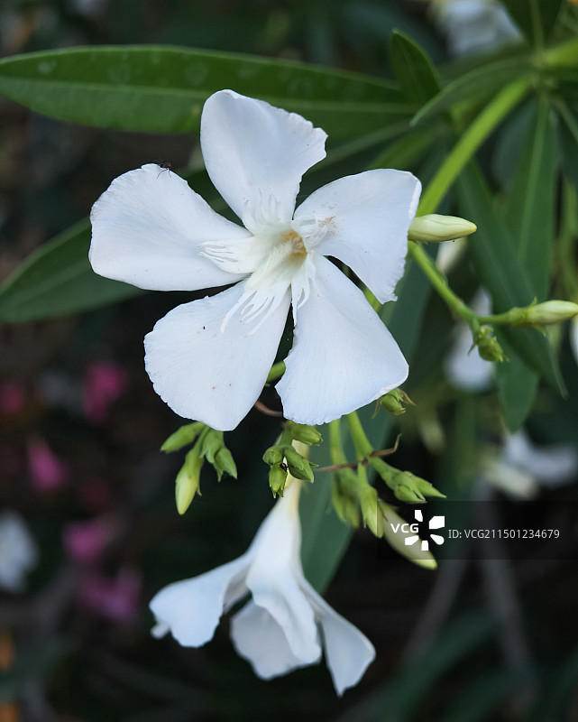 白花夹竹桃图片素材