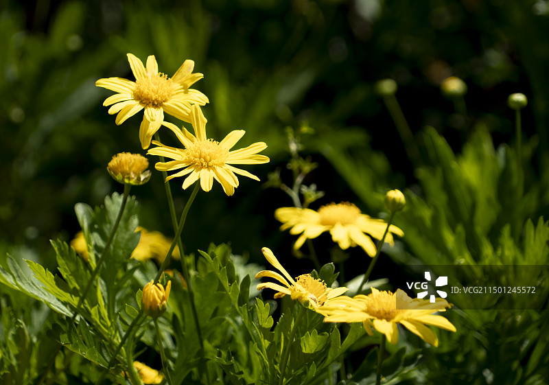 黄金菊图片素材