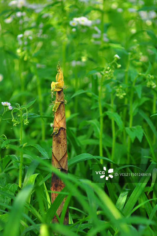 笋图片素材