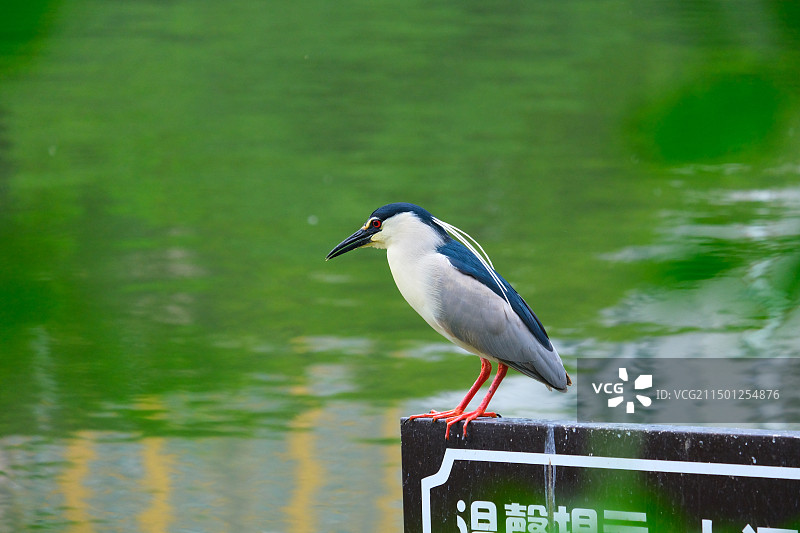 包公园的荷塘与水鸟图片素材
