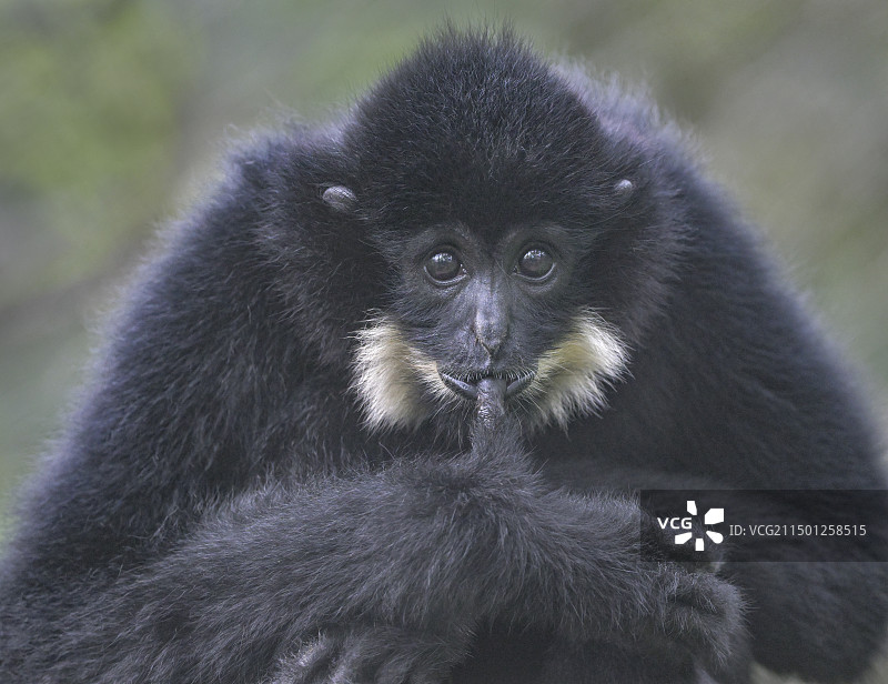 黄颊长臂猿图片素材