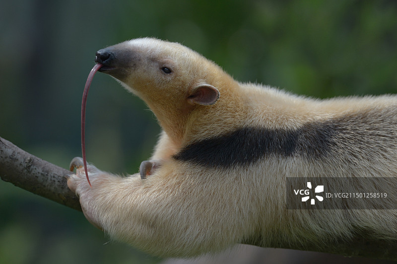 小食蚁兽图片素材