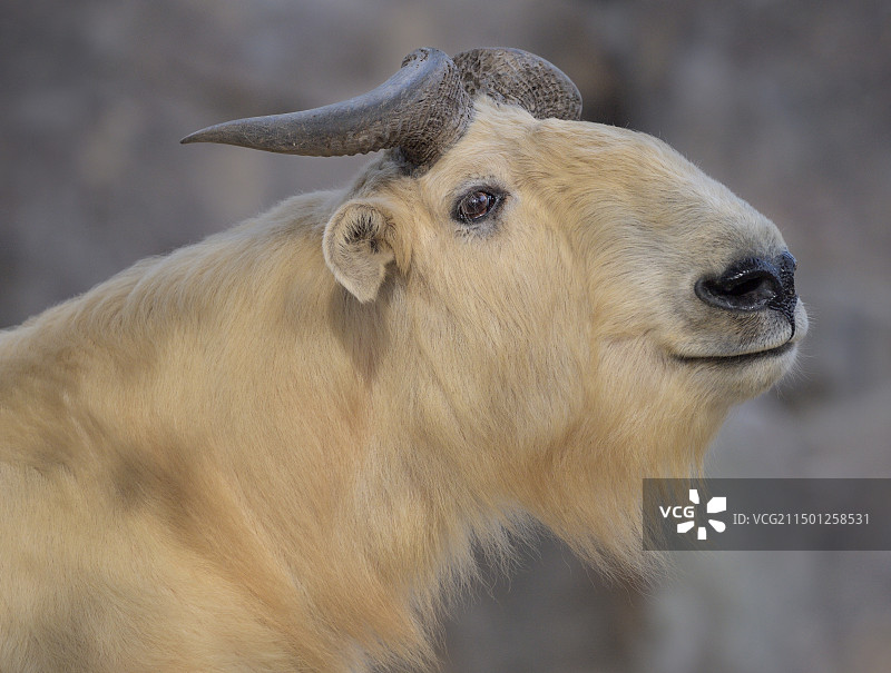 金毛羚牛图片素材