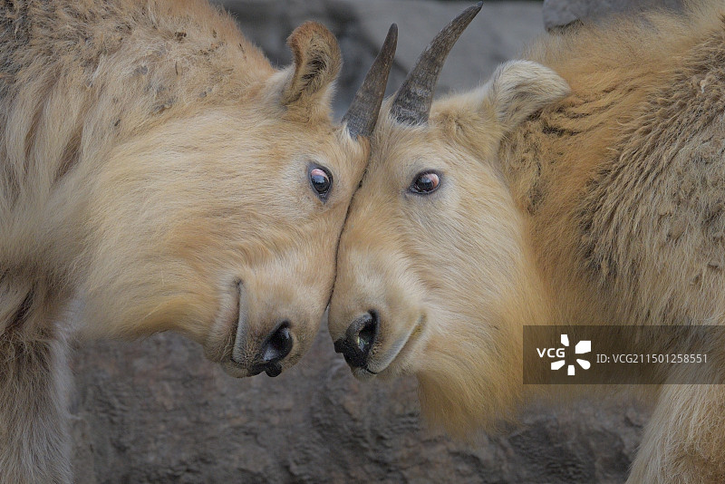 金毛羚牛图片素材