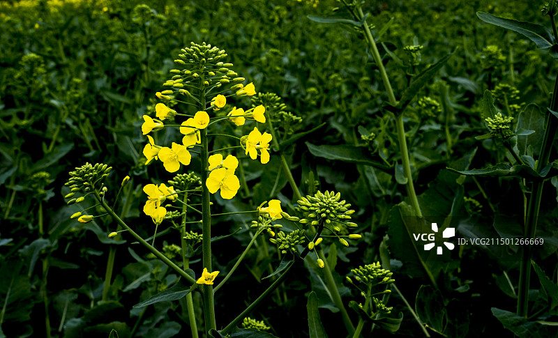 恩施大峡谷油菜花图片素材