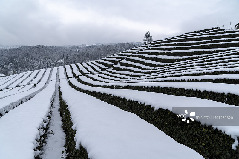 恩施大峡谷茶园雪景图片素材