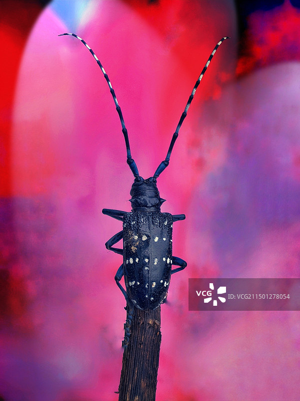 来自星球的天牛特写图片素材