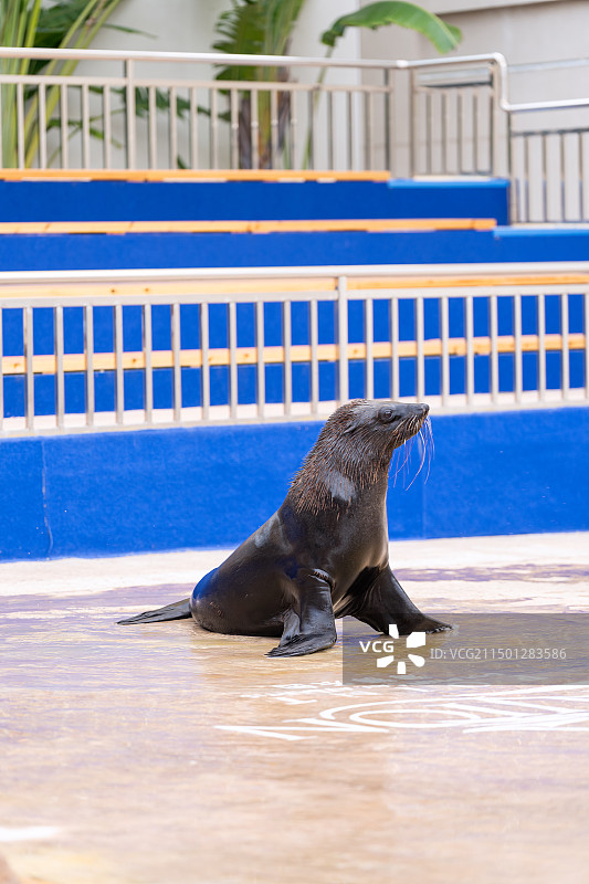 亚特兰蒂斯海狮表演图片素材