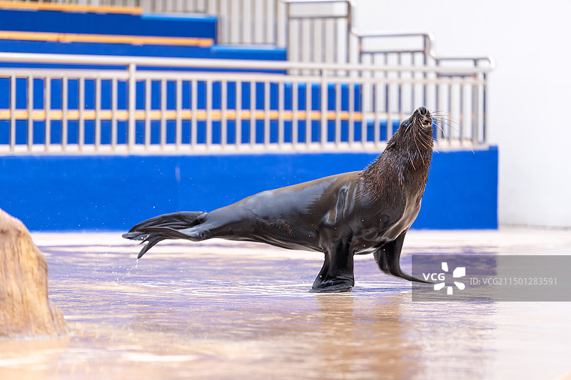 亚特兰蒂斯海狮表演图片素材