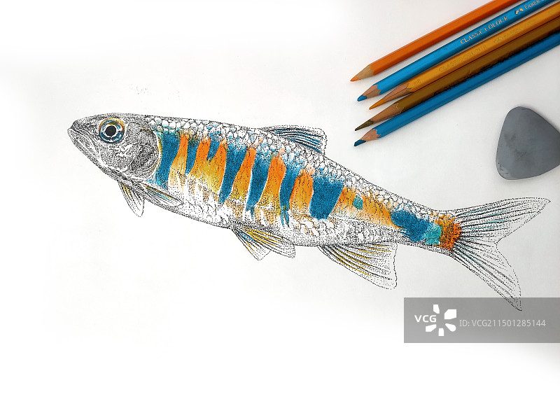 彩色原生鱼溪流橙斑鱲鱼类科普插画图片素材