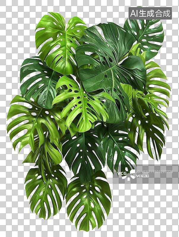 【AI数字艺术】龟背竹的叶子图片素材