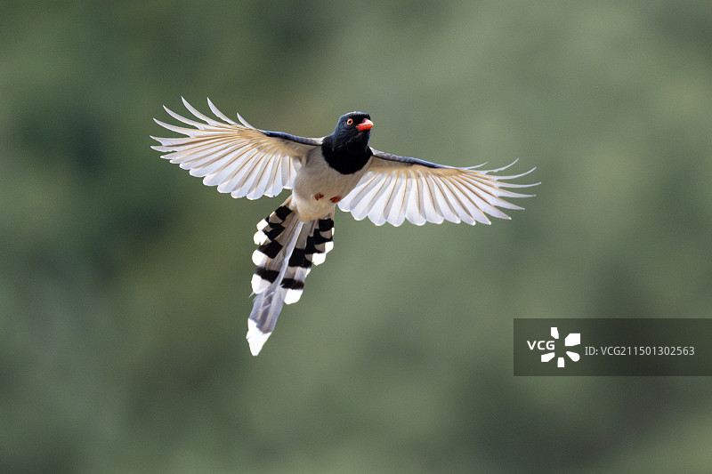 红嘴蓝鹊图片素材
