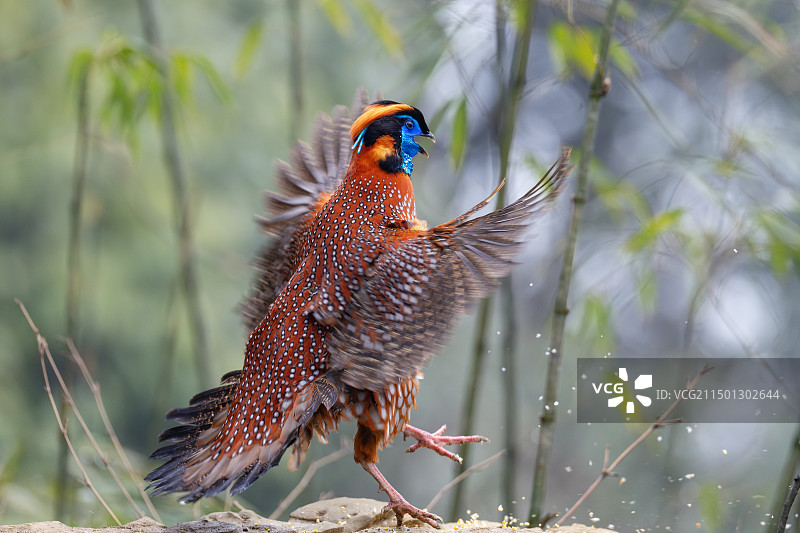 红胸角雉图片素材