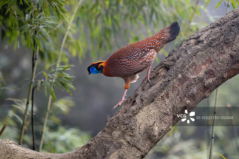 红胸角雉图片素材