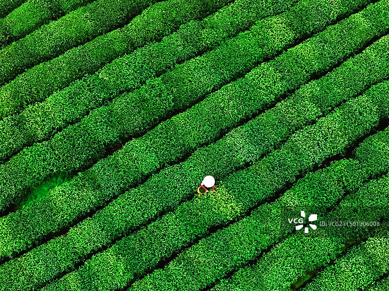 杭州茶园实景图片素材