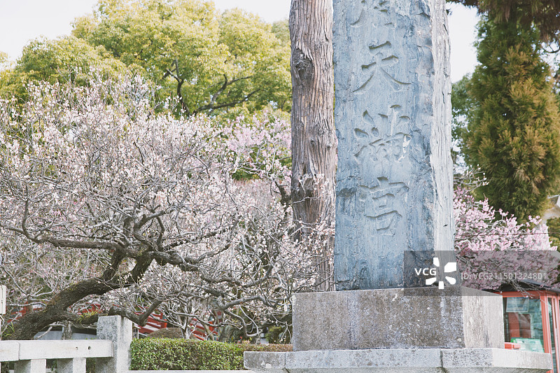 日本福冈太宰府天满宫梅花特写和刻字石柱图片素材