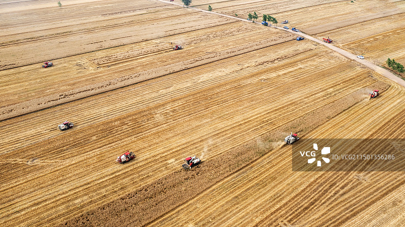 团风县罗霍洲机械收麦航拍图（五月冮南麦垄黄）图片素材