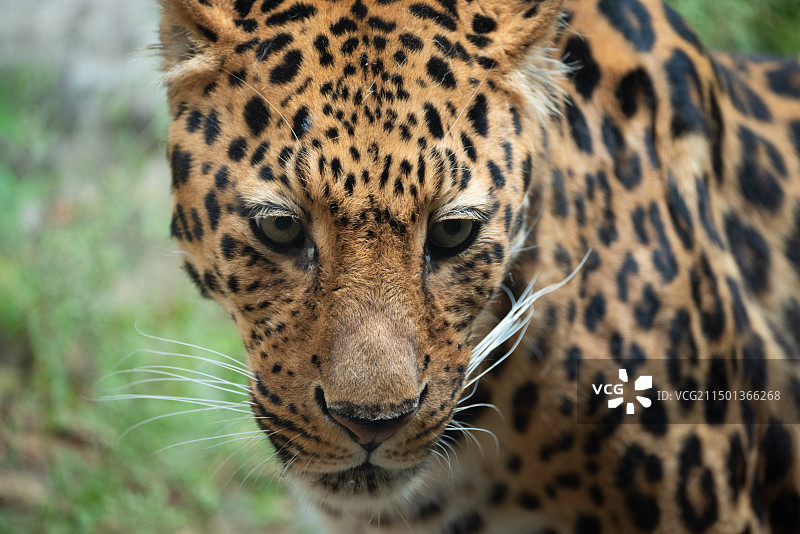 生灵百态-豹图片素材