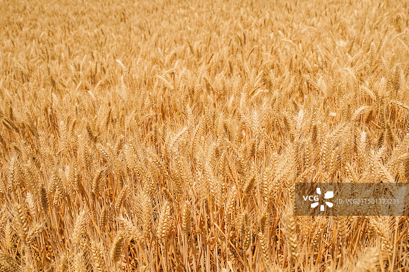 麦田全帧拍摄图片素材