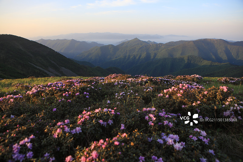 花开秦岭：秦岭天华山的早晨，满山的杜鹃花，随着日出的阳光，由红而粉而淡白，呈现出一片梦幻的山景和色彩图片素材