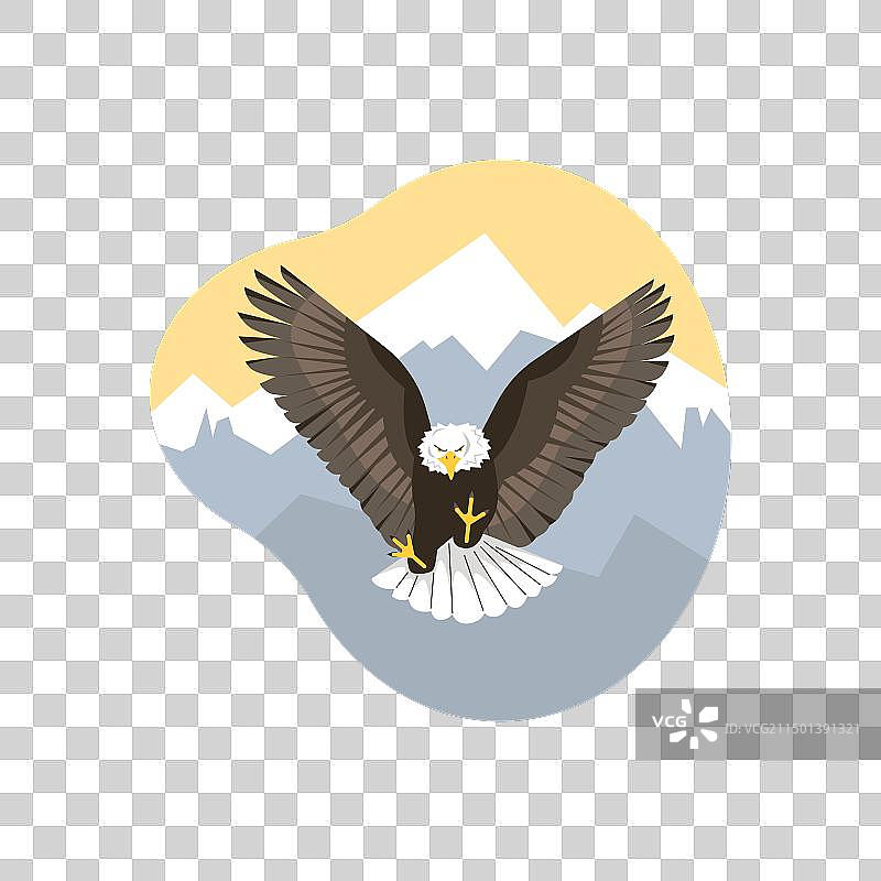 展开翅膀的大型野生飞鹰图片素材