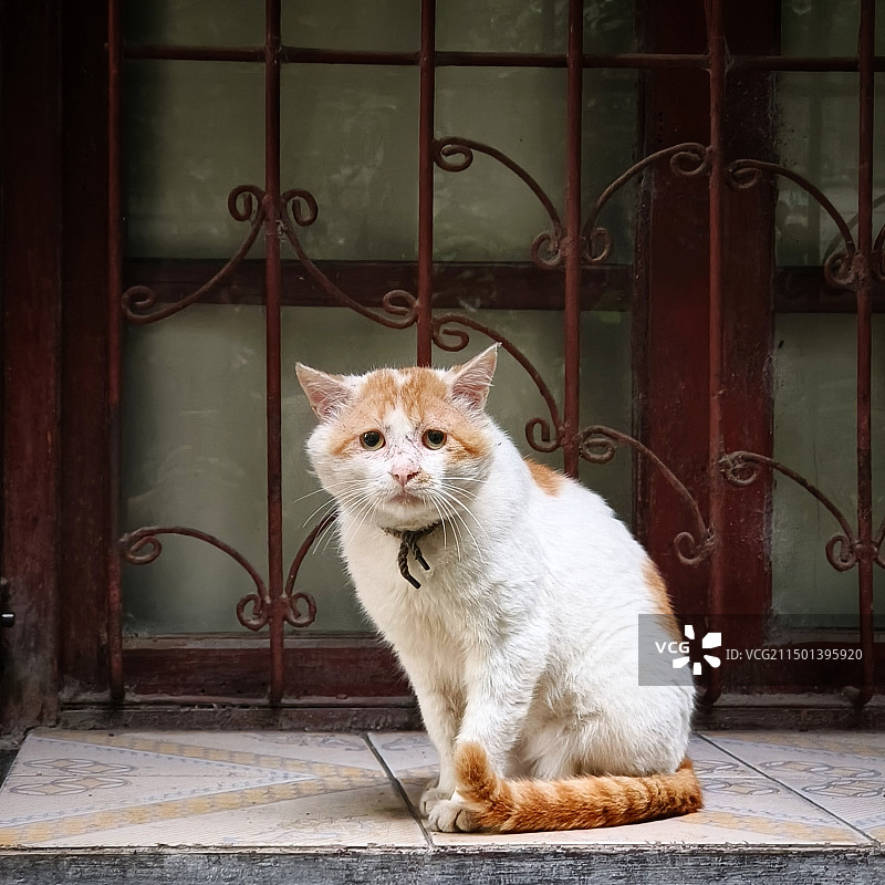 猫坐在门口的画像图片素材