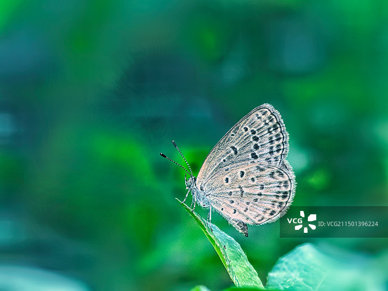叶上蝴蝶特写图片素材