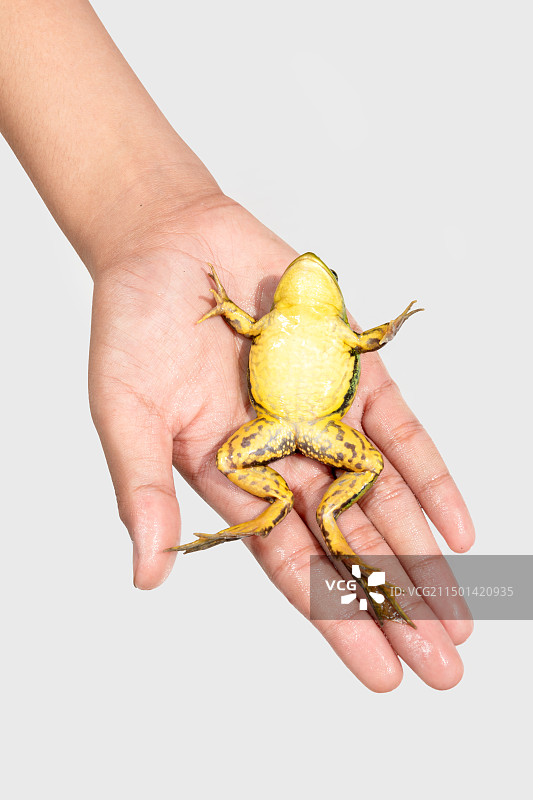 一只青蛙躺在掌心睡觉图片素材