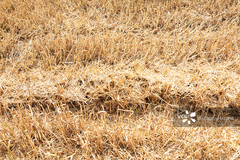 江苏省扬州市收割机粉碎的秸秆图片素材