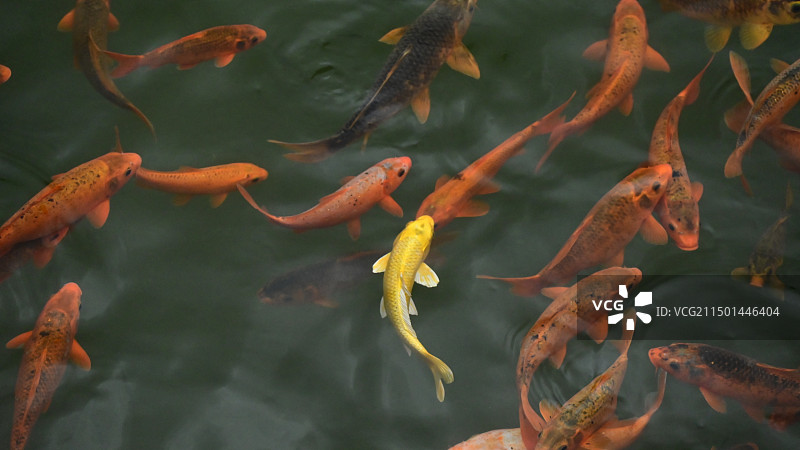 金色锦鲤图片素材