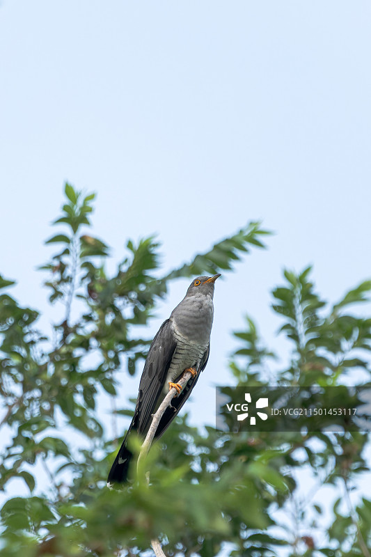 大杜鹃图片素材
