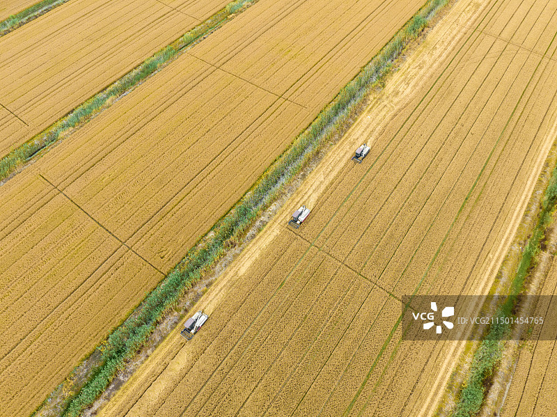 夏麦收割--丰收季，拍摄于盐城射阳县图片素材