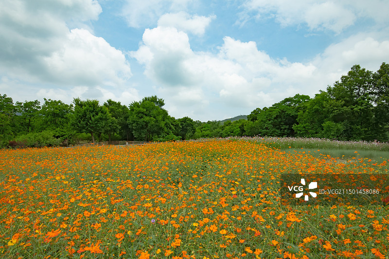 蓝天下的南京中山陵园苗圃场田园风光图片素材