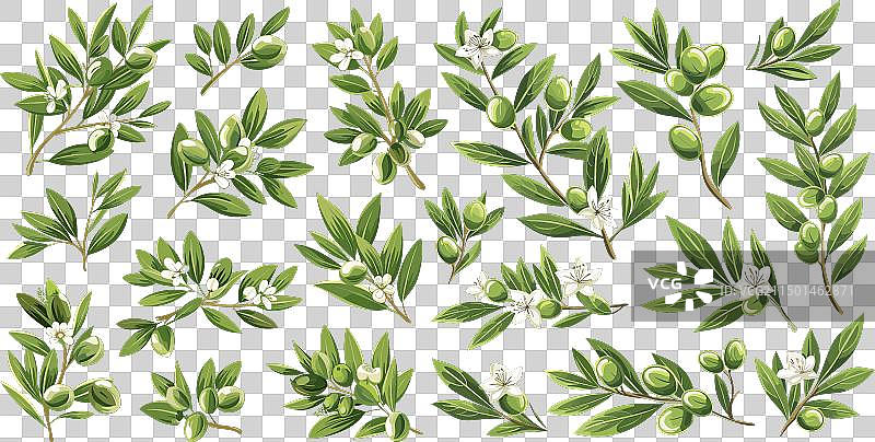 卡通扁平橄榄枝素描分支图片素材