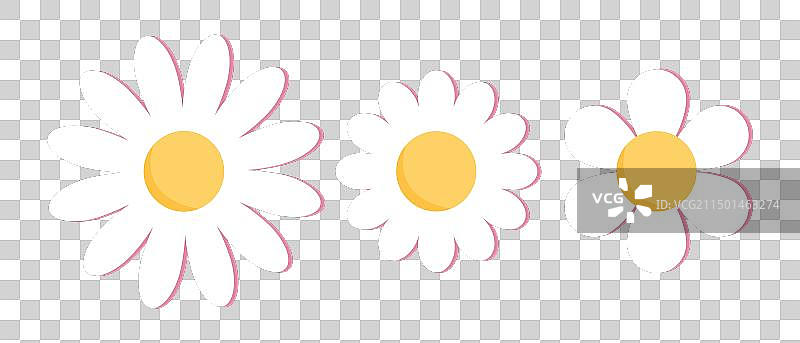 可爱的洋甘菊图片素材