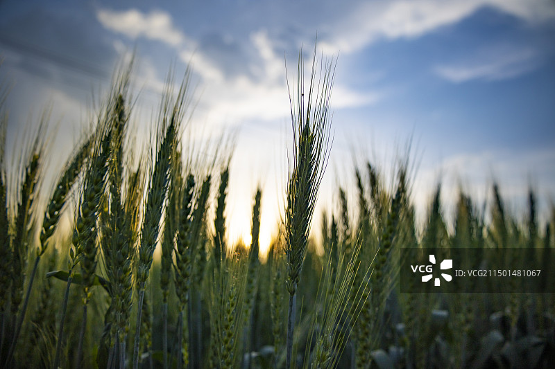 夕阳下的麦田麦穗图片素材