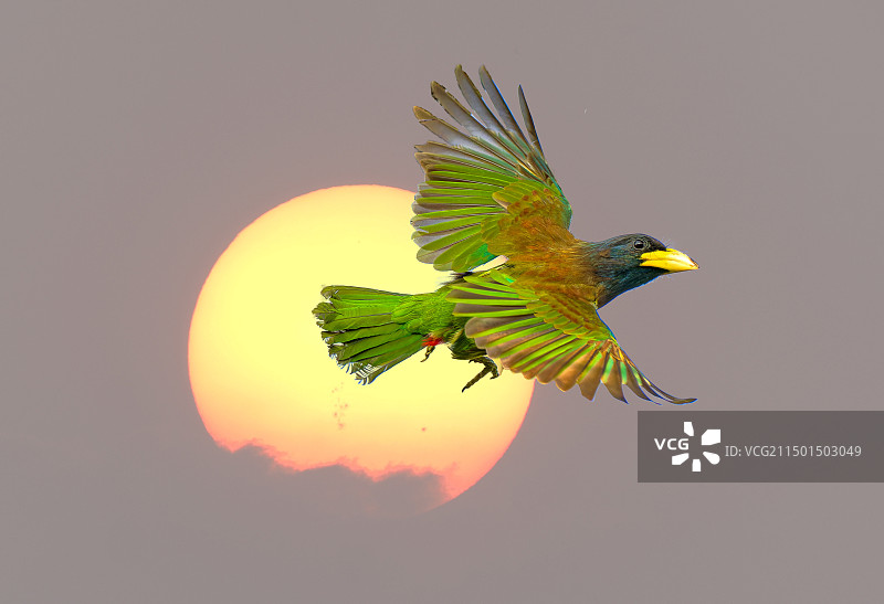 大拟啄木鸟的夕阳图片素材