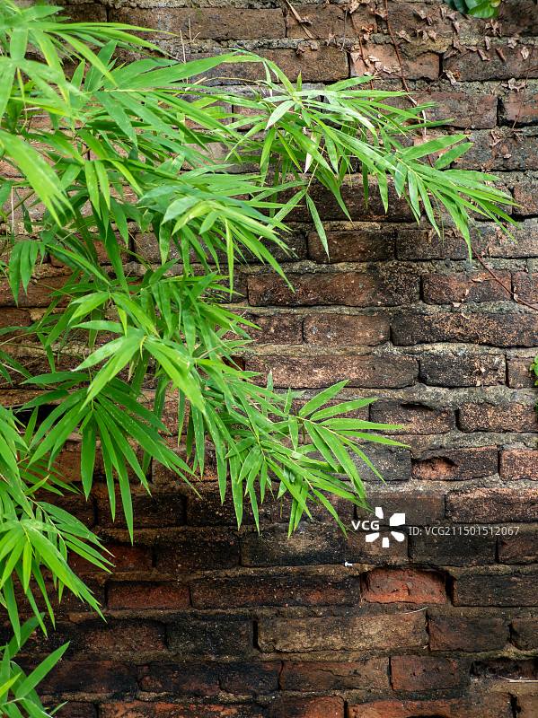 红色砖墙壁前的竹子图片素材