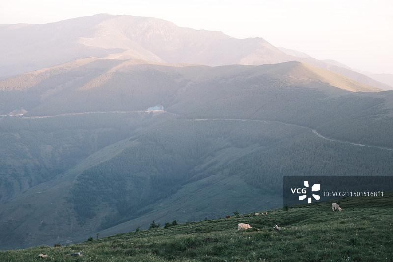 五台山东台草地牛图片素材