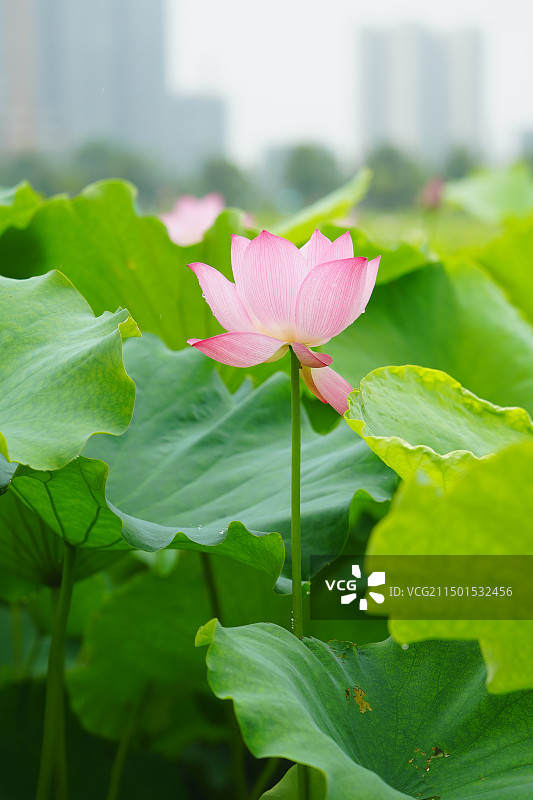 夏天的荷花图片素材