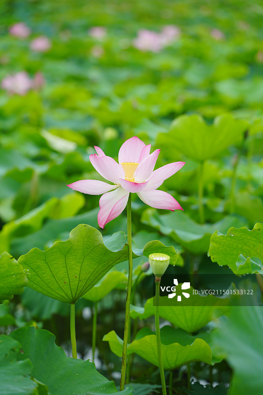 夏天的荷花图片素材